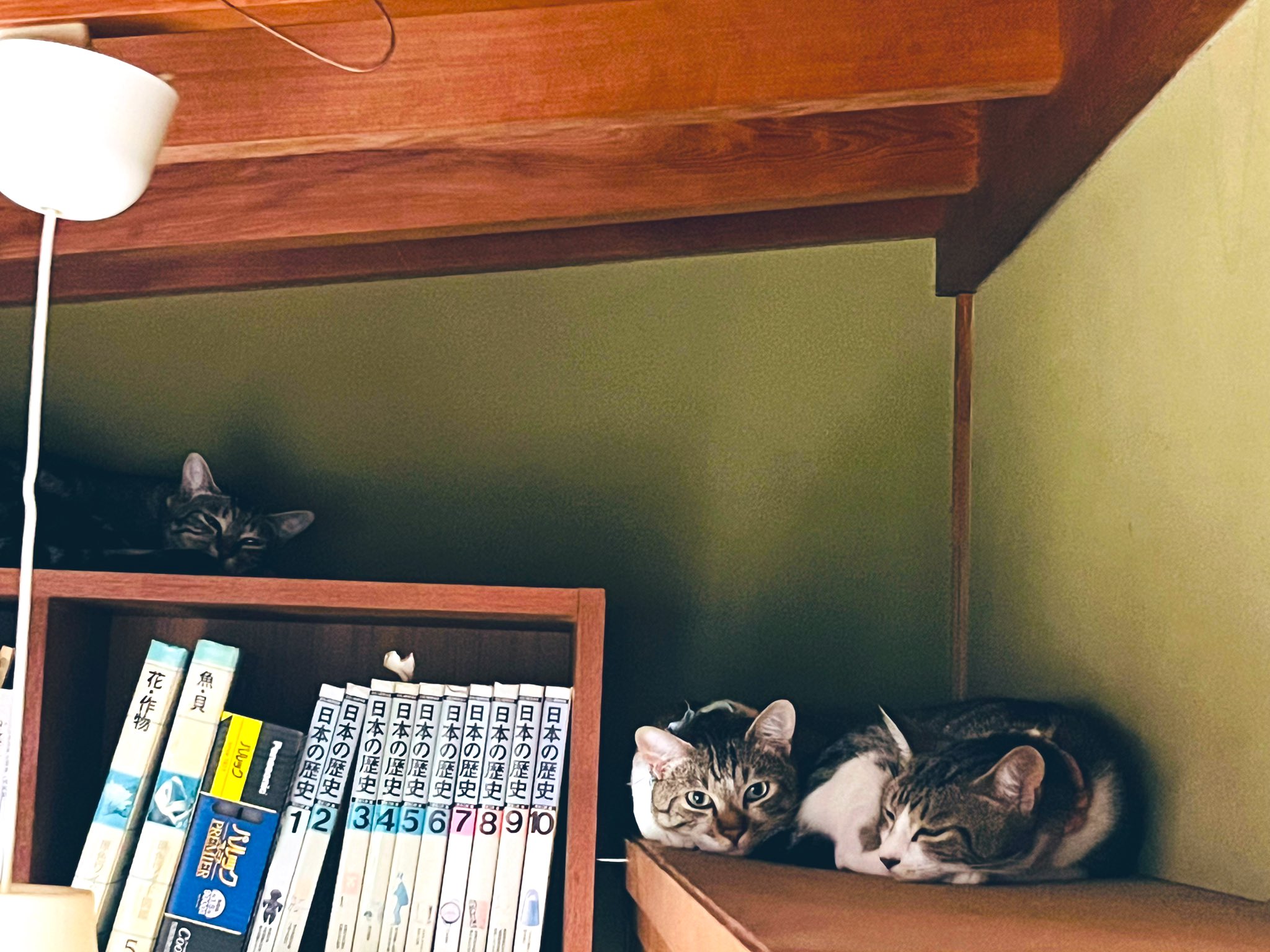 棚の上の猫の写真